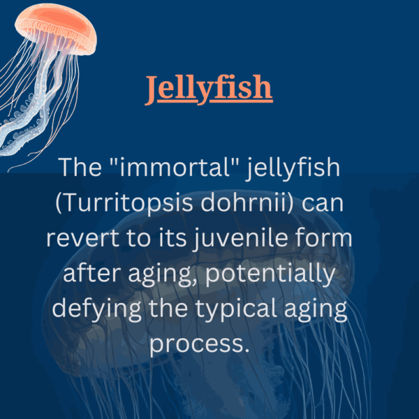 Jelly fish infographic