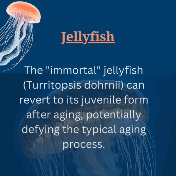 Jelly fish infographic